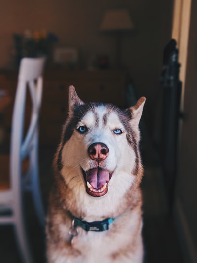 棕色和白色的西伯利亚哈士奇犬
